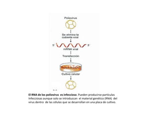 El RNA de los poliovirus es infeccioso. Pueden producirse partículas
Infecciosas aunque solo se introduzcan el material genético (RNA) del
virus dentro de las células que se desarrollan en una placa de cultivo.
 