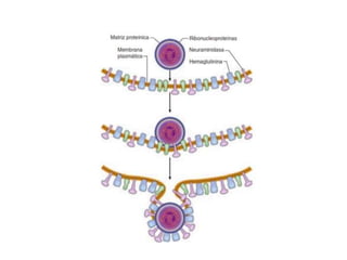VIRUS, conceptos, terminos y  generalidades.pptx
