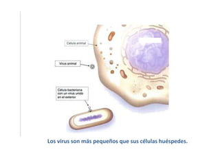 Los virus son más pequeños que sus células huéspedes.
 