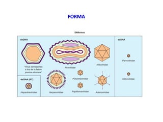 FORMA
 