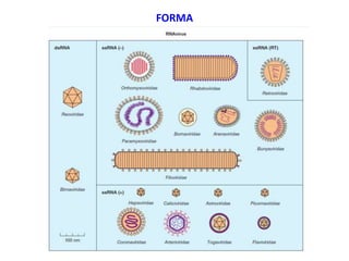 FORMA
 