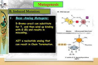 Virus Genetics3.pdf