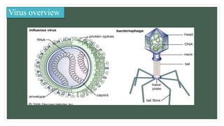 Virus overview
 