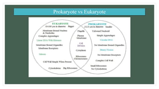 Prokaryote vs Eukaryote
 
