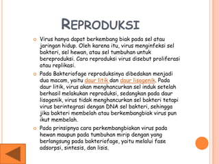 REPRODUKSI
 Virus hanya dapat berkembang biak pada sel atau
jaringan hidup. Oleh karena itu, virus menginfeksi sel
bakteri, sel hewan, atau sel tumbuhan untuk
bereproduksi. Cara reproduksi virus disebut proliferasi
atau replikasi.
 Pada Bakteriofage reproduksinya dibedakan menjadi
dua macam, yaitu daur litik dan daur lisogenik. Pada
daur litik, virus akan menghancurkan sel induk setelah
berhasil melakukan reproduksi, sedangkan pada daur
lisogenik, virus tidak menghancurkan sel bakteri tetapi
virus berintegrasi dengan DNA sel bakteri, sehingga
jika bakteri membelah atau berkembangbiak virus pun
ikut membelah.
 Pada prinsipnya cara perkembangbiakan virus pada
hewan maupun pada tumbuhan mirip dengan yang
berlangsung pada bakteriofage, yaitu melalui fase
adsorpsi, sintesis, dan lisis.
 