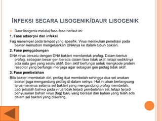 INFEKSI SECARA LISOGENIK/DAUR LISOGENIK
 Daur lisogenik melalui fase-fase berikut ini:
1. Fase adsorpsi dan infeksi
Fag menempel pada tempat yang spesifik. Virus melakukan penetrasi pada
bakteri kemudian mengeluarkan DNAnya ke dalam tubuh bakteri.
2. Fase penggabungan
DNA virus bersatu dengan DNA bakteri membentuk profag. Dalam bentuk
profag, sebagian besar gen berada dalam fase tidak aktif, tetapi sedikitnya
acla satu gen yang selalu aktif. Gen aktif berfungsi untuk mengkode protein
reseptor yang berfungsi menjaga agar sebagian gen profag tidak aktif.
3. Fase pembelahan
Bila bakteri membelah diri, profag ikut membelah sehingga dua sel anakan
bakteri juga mengandung profag di dalam selnya. Hal ini akan berlangsung
terus-menerus selama sel bakteri yang mengandung profag membelah.
Jadi jelaslah bahwa pada virus tidak terjadi pembelahan sel, tetapi terjadi
penyusunan bahan virus (fag) baru yang berasal dari bahan yang telah ada
dalam sel bakteri yang diserang.
 