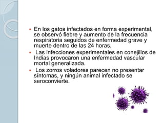  En los gatos infectados en forma experimental,
se observó fiebre y aumento de la frecuencia
respiratoria seguidos de enfermedad grave y
muerte dentro de las 24 horas.
 Las infecciones experimentales en conejillos de
Indias provocaron una enfermedad vascular
mortal generalizada.
 Los zorros voladores parecen no presentar
síntomas, y ningún animal infectado se
seroconvierte.
 