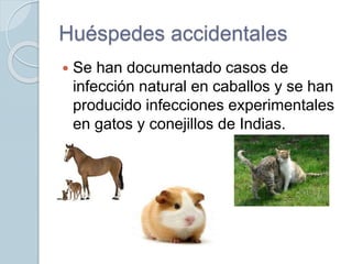 Huéspedes accidentales
 Se han documentado casos de
infección natural en caballos y se han
producido infecciones experimentales
en gatos y conejillos de Indias.
 