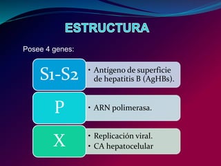 Posee 4 genes:
• Antígeno de superficie
de hepatitis B (AgHBs).S1-S2
• ARN polimerasa.P
• Replicación viral.
• CA hepatocelularX
 