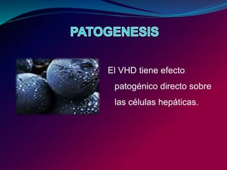 El VHD tiene efecto
patogénico directo sobre
las células hepáticas.
 