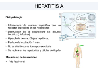 HEPATITIS A
Fisiopatología
• Interacciona de manera específica con un
receptor expresado en los hepatocitos
• Destrucción de la arquitectura del lobulillo
hepático (Linfocitos)
• Hiperplasia de macrófagos hepáticos.
• Período de incubación 1 mes.
• No es citolítico y se libera por exocitosis
• Se replica en los hepatocitos y células de Kupffer
Mecanismo de transmisión
• Vía fecal- oral.
 