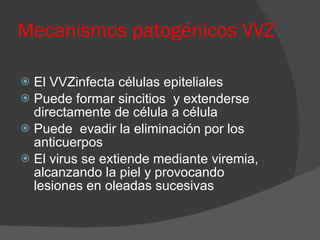 Mecanismos patogénicos VVZ El VVZinfecta células epiteliales Puede formar sincitios  y extenderse directamente de célula a célula Puede  evadir la eliminación por los anticuerpos  El virus se extiende mediante viremia, alcanzando la piel y provocando  lesiones en oleadas sucesivas 