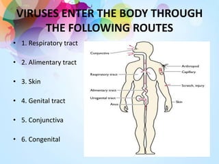 VIRUSES ENTER THE BODY THROUGH
THE FOLLOWING ROUTES
• 1. Respiratory tract
• 2. Alimentary tract
• 3. Skin
• 4. Genital tract
• 5. Conjunctiva
• 6. Congenital
 
