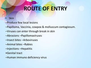 • Skin
–Produce few local lesions
–Papilloma, Vaccinia, cowpox & molluscum contagiosum.
–Viruses can enter through break in skin
–Abrasions –Papillomaviruses
–Insect bites –Arboviruses
–Animal bites –Rabies
–Injections –Hepatitis
•Genital tract
–Human immuno deficiency virus
ROUTE OF ENTRY
 