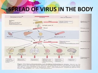 SPREAD OF VIRUS IN THE BODY
 