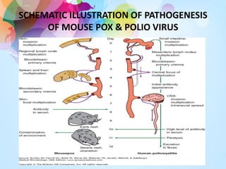 SCHEMATIC ILLUSTRATION OF PATHOGENESIS
OF MOUSE POX & POLIO VIRUS
 
