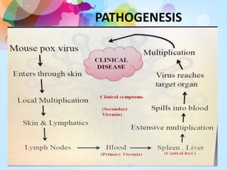 PATHOGENESIS
 