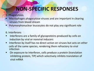 NON-SPECIFIC RESPONSES
5. Phagocytosis
 Macrophages phagocytose viruses and are important in clearing
viruses from blood stream
 Polymorphonuclear leucocytes do not play any significant role
6. Interferons
 Interferons are a family of glycoproteins produced by cells on
induction by viral or nonviral inducers
 Interferon by itself has no direct action on viruses but acts on other
cells of the same species, rendering them refractory to viral
infection
 On exposure to interferon, cells produce a protein (translation
inhibiting protein, TIP) which selectively inhibits translation of
viral mRNA
 