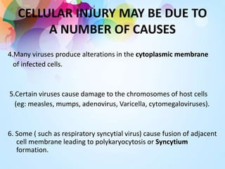 CELLULAR INJURY MAY BE DUE TO
A NUMBER OF CAUSES
4.Many viruses produce alterations in the cytoplasmic membrane
of infected cells.
5.Certain viruses cause damage to the chromosomes of host cells
(eg: measles, mumps, adenovirus, Varicella, cytomegaloviruses).
6. Some ( such as respiratory syncytial virus) cause fusion of adjacent
cell membrane leading to polykaryocytosis or Syncytium
formation.
 
