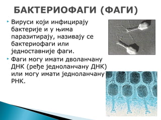  Вируси који инфицирају
бактерије и у њима
паразитирају, називају се
бактериофаги или
једноставније фаги.
 Фаги могу имати дволанчану
ДНК (ређе једноланчану ДНК)
или могу имати једноланчану
РНК.
 