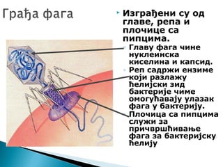  Изграђени су од
главе, репа и
плочице са
пипцима.
◦ Главу фага чине
нуклеинска
киселина и капсид.
◦ Реп садржи ензиме
који разлажу
ћелијски зид
бактерије чиме
омогућавају улазак
фага у бактерију.
◦ Плочица са пипцима
служи за
причвршћивање
фага за бактеријску
ћелију
 