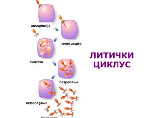 адсорпција
ослобађање
синтеза
пенетрација
сазревање
ЛИТИЧКИ
ЦИКЛУС
 