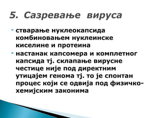  стварање нуклеокапсида
комбиновањем нуклеинске
киселине и протеина
 настанак капсомера и комплетног
капсида тј. склапање вирусне
честице није под директним
утицајем генома тј. то је спонтан
процес који се одвија под физичко-
хемијским законима
 