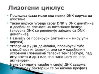  Последња фаза може код неких DNK вируса да
изостане.
 Такви вируси уграде своју DNK у DNK домаћина
и деобом се преносе на потомачке ћелије
(вирусна DNK се репликује заједно са DNK
домаћина).
 Називају се провируси (латентни – мирујући
вируси).
 Уграђени у ДНК домаћина, провируси губе
способност инфекције, али се у одређеним
условима (повишена телесна температура, пад
имунитета и др.) или спонтано могу поново
активирати.
 Неке бактерије такође у својој ДНК садрже
провирус (у бактерији се он назива профаг)
 