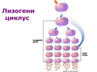 Лизогени
циклус
 