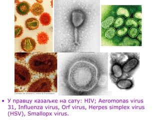 • У правцу казаљке на сату: HIV; Aeromonas virus
31, Influenza virus, Orf virus, Herpes simplex virus
(HSV), Smallopx virus.
 
