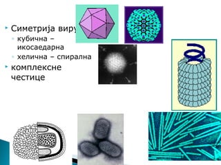  Симетрија вируса
◦ кубична –
икосаедарна
◦ хелична – спирална
 комплексне
честице
 