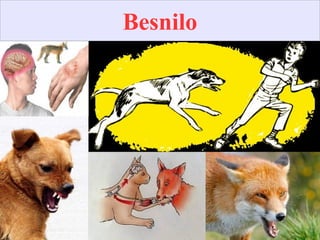 
BesniloBesniloBesnilo
 