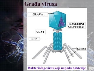 Građa virusa
GLAVA
REP
VRAT
NASLEDNI
MATERIJAL
KUKICE
Bakteriofag-virus koji napada bakterije
 