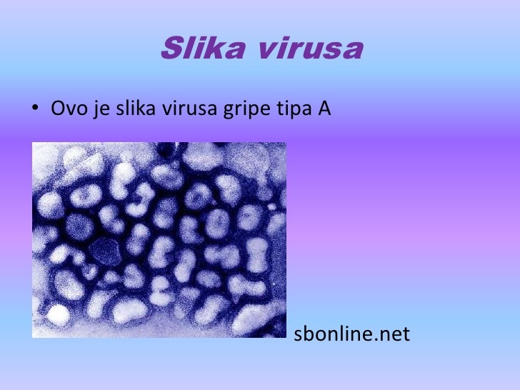 Virusi