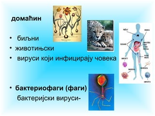 домаћин
• биљни
• животињски
• вируси који инфицирају човека

• бактериофаги (фаги)
бактеријски вируси-

 