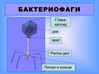 БАКТЕРИОФАГИ
Главакапсид
днк
врат
Репни део

Пипци и кукице

 