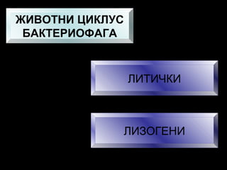ЖИВОТНИ ЦИКЛУС
БАКТЕРИОФАГА

ЛИТИЧКИ

ЛИЗОГЕНИ

 