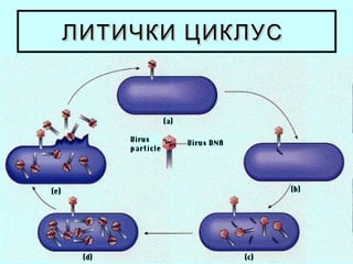 ЛИТИЧКИ ЦИКЛУС

 