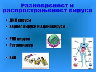 • ДНК вируси
• Херпес вируси и аденовируси
• РНК вируси
• Ретровируси
• ХИВ

 