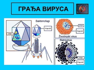 ГРАЂА ВИРУСА

 