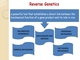 Virus induced gene silencing | PDF