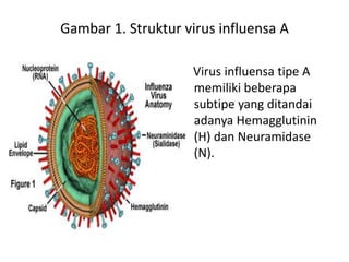 Gambar 1. Struktur virus influensa A

                    Virus influensa tipe A
                    memiliki beberapa
                    subtipe yang ditandai
                    adanya Hemagglutinin
                    (H) dan Neuramidase
                    (N).
 