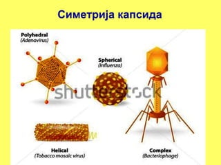 Симетрија капсида 
 