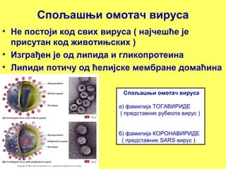 Спољашњи омотач вируса 
• Не постоји код свих вируса ( најчешће је 
присутан код животињских ) 
• Изграђен је од липида и гликопротеина 
• Липиди потичу од ћелијске мембране домаћина 
Спољашњи омотач вируса 
а) фамилија ТОГАВИРИДЕ 
( представник рубеола вирус ) 
б) фамилија КОРОНАВИРИДЕ 
( представник SARS вирус ) 
 