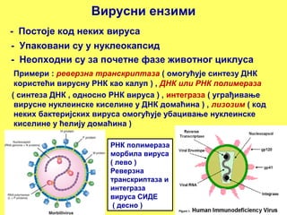 Вирусни ензими 
- Постоје код неких вируса 
- Упаковани су у нуклеокапсид 
- Неопходни су за почетне фазе животног циклуса 
Примери : реверзна транскриптаза ( омогућује синтезу ДНК 
користећи вирусну РНК као калуп ) , ДНК или РНК полимераза 
( синтеза ДНК , односно РНК вируса ) , интеграза ( уграђивање 
вирусне нуклеинске киселине у ДНК домаћина ) , лизозим ( код 
неких бактеријских вируса омогућује убацивање нуклеинске 
киселине у ћелију домаћина ) 
РНК полимераза 
морбила вируса 
( лево ) 
Реверзна 
транскриптаза и 
интеграза 
вируса СИДЕ 
( десно ) 
 