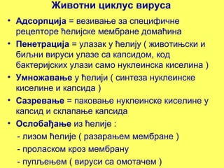 Животни циклус вируса 
• Адсорпција = везивање за специфичне 
рецепторе ћелијске мембране домаћина 
• Пенетрација = улазак у ћелију ( животињски и 
биљни вируси улазе са капсидом, код 
бактеријских улази само нуклеинска киселина ) 
• Умножавање у ћелији ( синтеза нуклеинске 
киселине и капсида ) 
• Сазревање = паковање нуклеинске киселине у 
капсид и склапање капсида 
• Ослобађање из ћелије : 
- лизом ћелије ( разарањем мембране ) 
- проласком кроз мембрану 
- пупљењем ( вируси са омотачем ) 
 