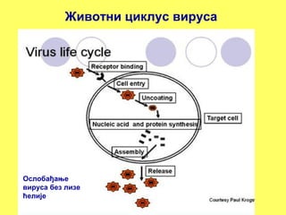 Животни циклус вируса 
Ослобађање 
вируса без лизе 
ћелије 
 