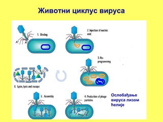 Животни циклус вируса 
Ослобађање 
вируса лизом 
ћелије 
 