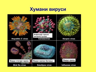Хумани вируси 
Инфекције горњих 
дисајних путева 
Вирус Вирус птичјег грипа малих богиња Вирус грипа 
ирус 
 