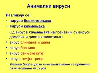 Анимални вируси 
Разликују се : 
- вируси бескичмењака 
- вируси кичмењака 
Од вируса кичмењака најпознатији су вируси 
домаћих и дивљих животиња : 
• вирус слинавке и шапа 
• вирус беснила 
• вирус свињске куге 
• вирус птичјег грипа 
Велики број вироза кичмењака може се пренети 
са животиња на људе 
 
